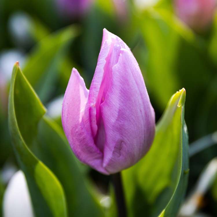 Tulpan 'Candy Prince'